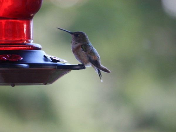 Rufous Hummingbird.