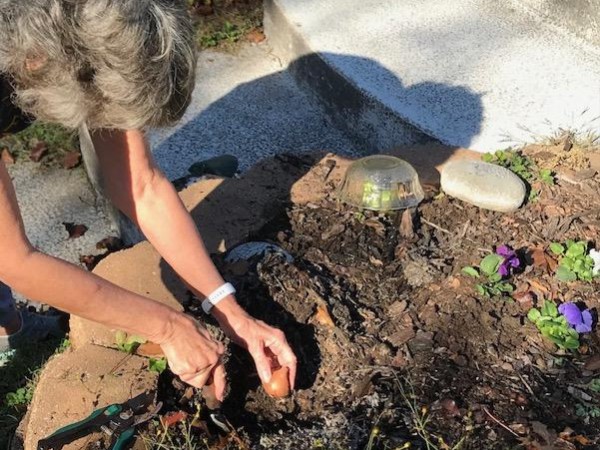 Planting tulips in Oklahoma.