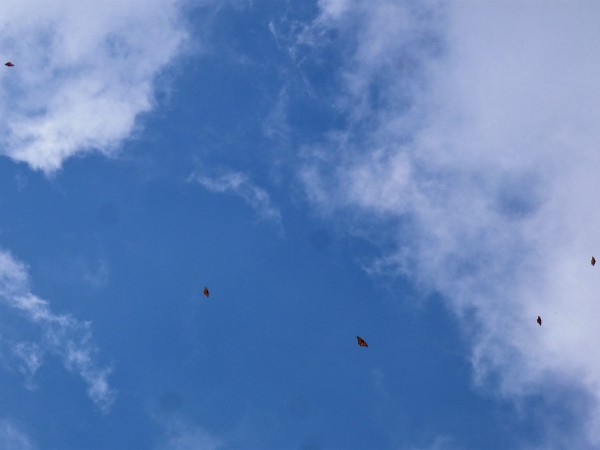 Cerro Pelon Monarch in Sky