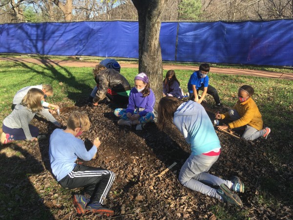 Planting tulips in Virginia.