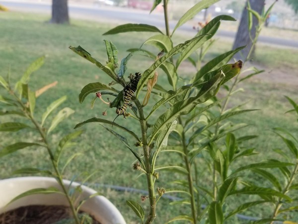 Caterpillar in Arizona.