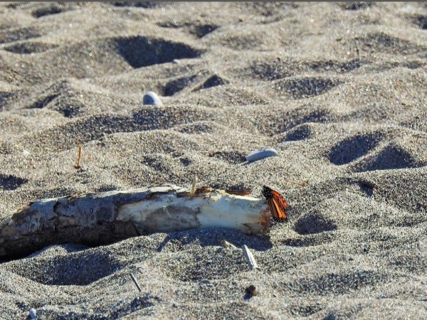 Monarch at Point Pelee National Park