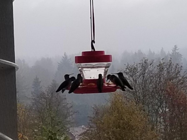 Anna's Hummingbirds at feeder.
