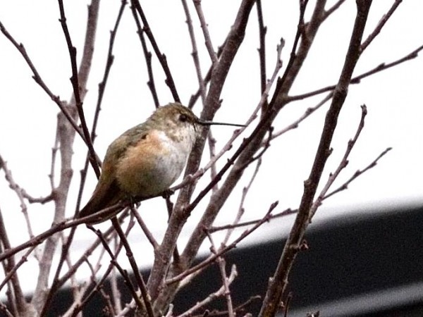 Rufous Hummingbird in Pennsylvania.