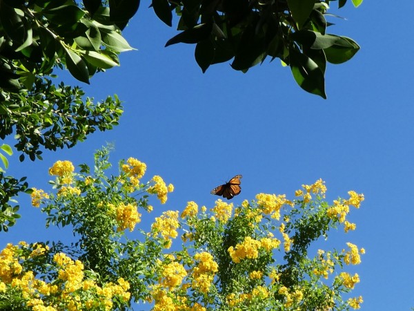 Monarch in Chandler, Arizona