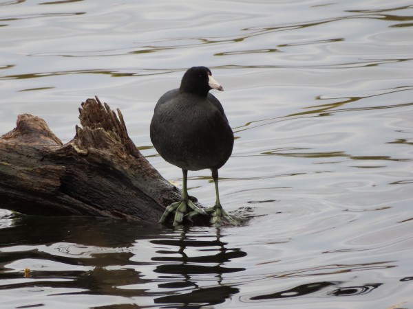 American Coot