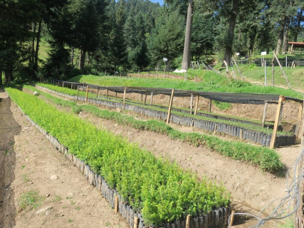 reforestation efforts