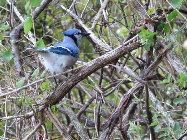 Blue Jay