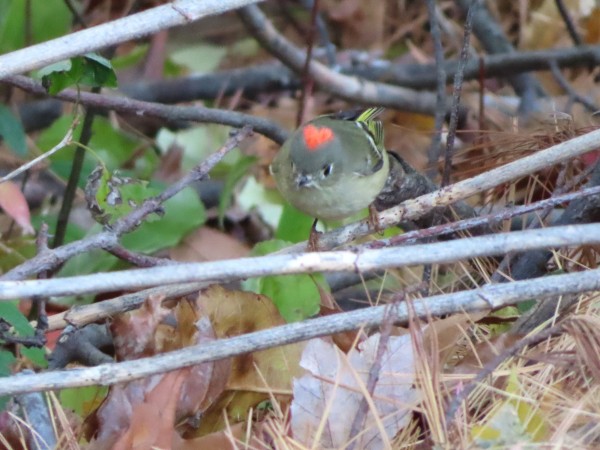 Ruby-crowned Kinglet