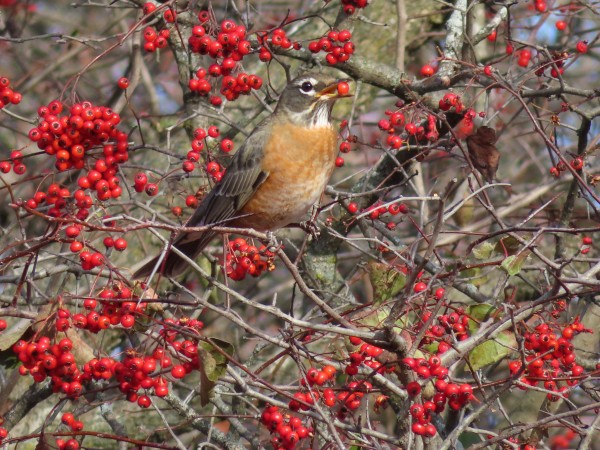 American Robin