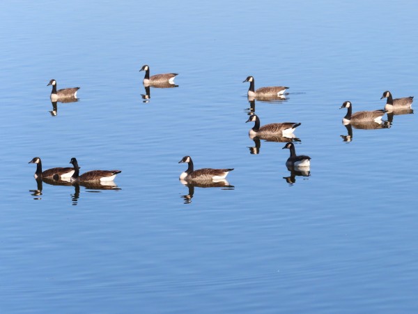 Canada Geese