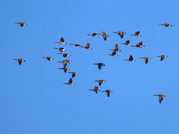 Canada Geese