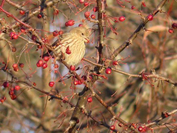 House Finch.