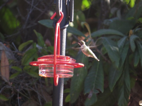 Ruby-throated Hummingbird.