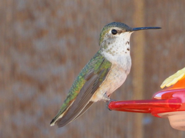 Immature Rufous Hummingbird.