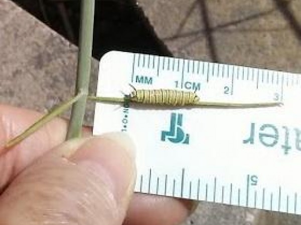 Larvae in Tempe, Arizona.