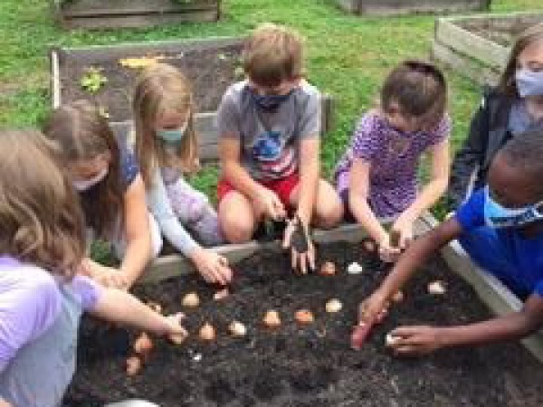 Planting tulip bulbs in South Carolina.