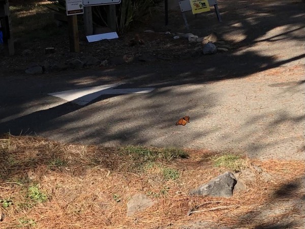 Monarch in Jenner, California.