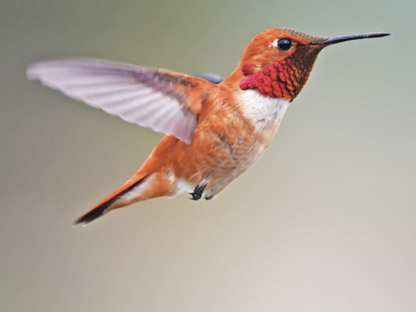 Western Hummingbird Partnership