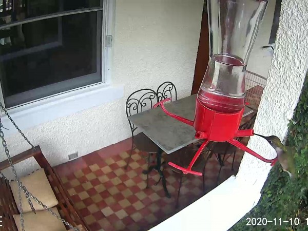 Hummingbird in New Orleans, LA.