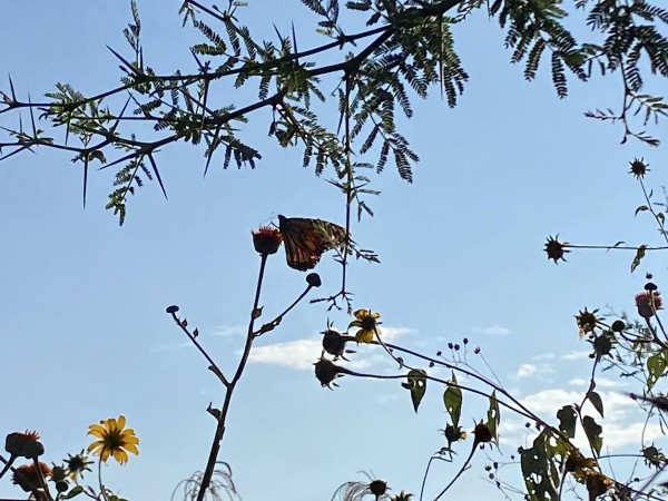Monarch in Mexico.