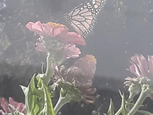 Monarch in Emeryville, California.