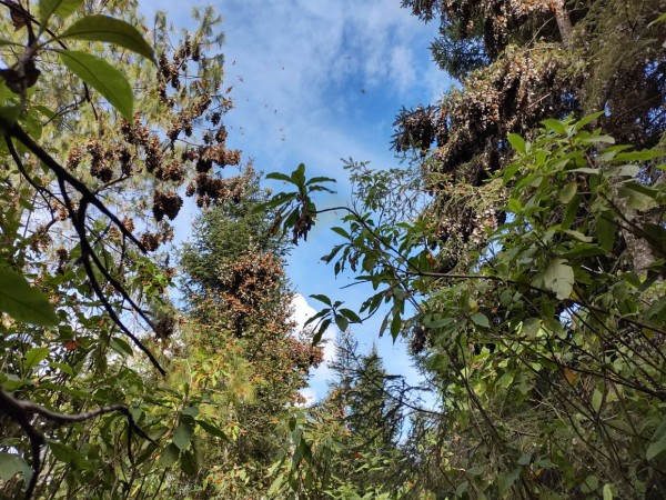 The last of the colony in La Lagunita. Photo by Pato Moreno.