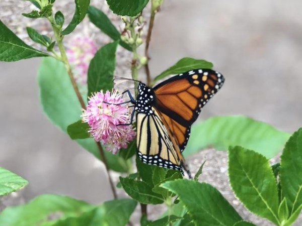 Monarch Butterfly