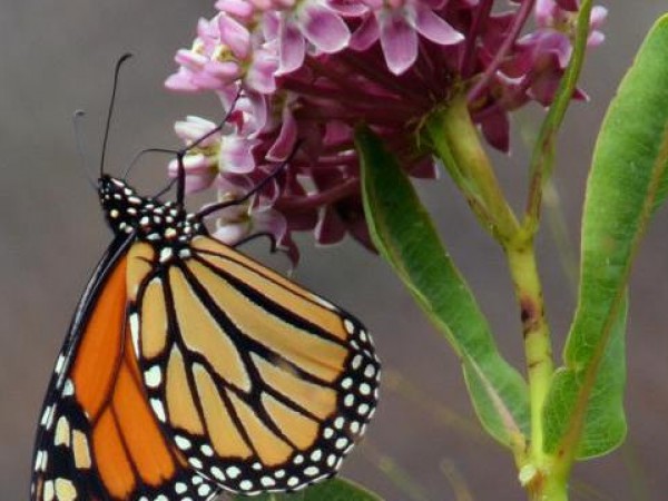 monarch adult on milkweed