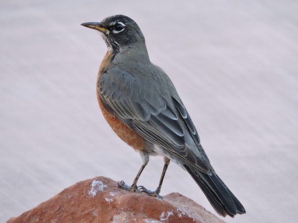 American Robin.