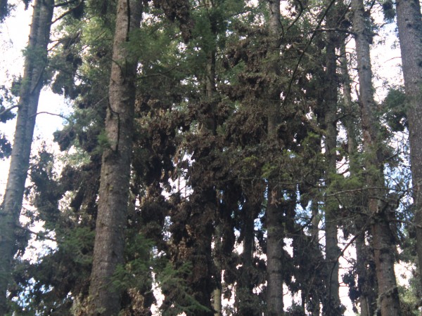 El Rosario Sanctuary