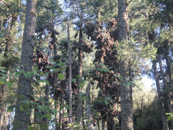 The Colony in Sierra Chincua