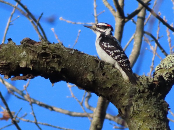 Hairy Woodpecker
