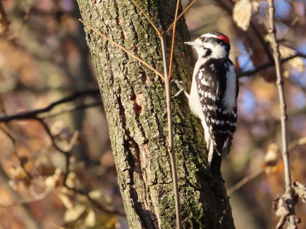 Downy Woodpecker