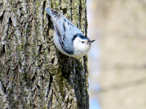 White-breasted Nuthatch