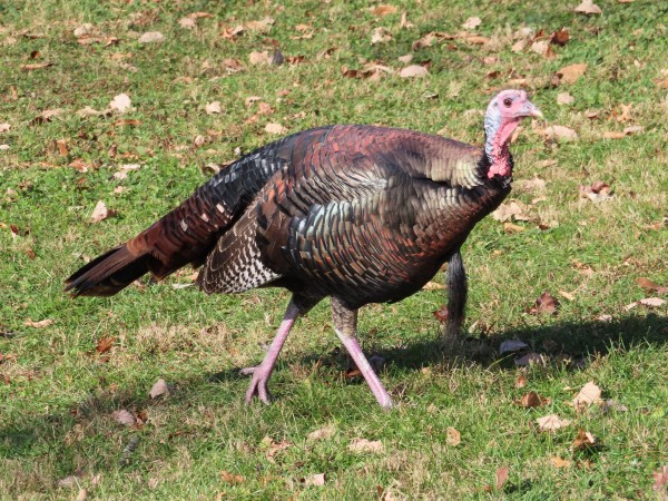 Wild Turkey