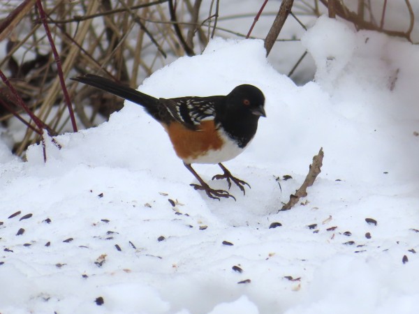 Spotted Towhee