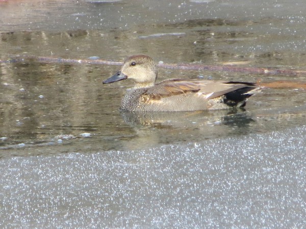 Male Gadwall 