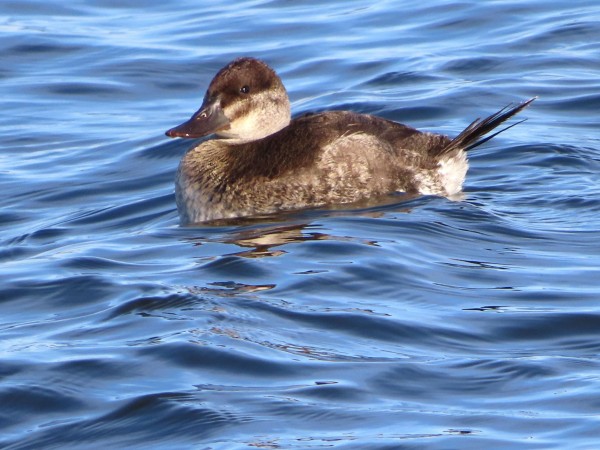 Ruddy Duck
