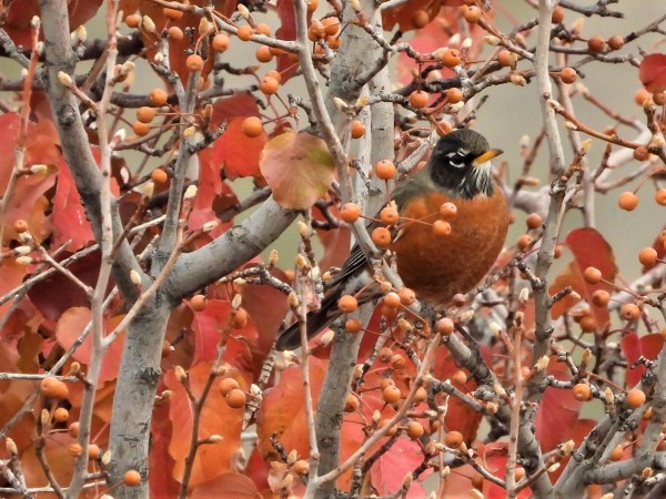 American Robin.