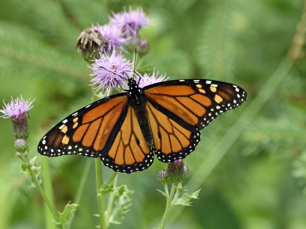 Monarch nectaring in Wisconsin
