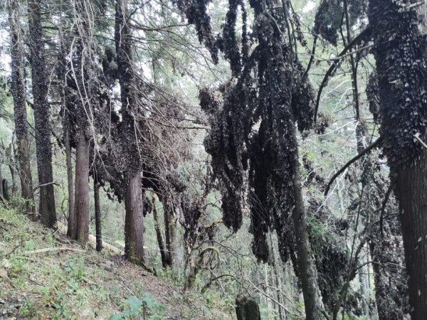 Cerro Pelon Cluster #3