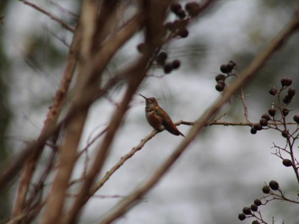 Rufous hummingbird