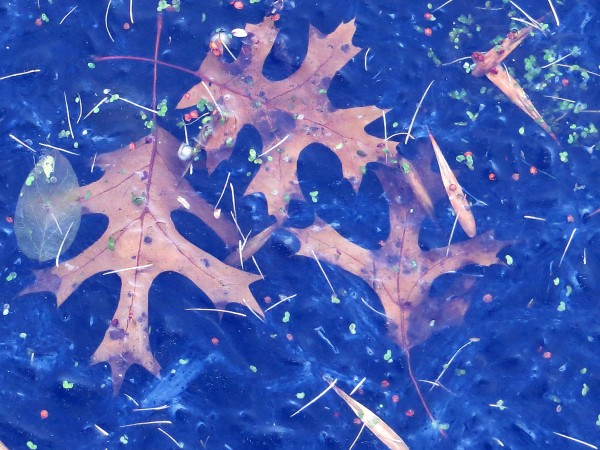 Displayed in ice