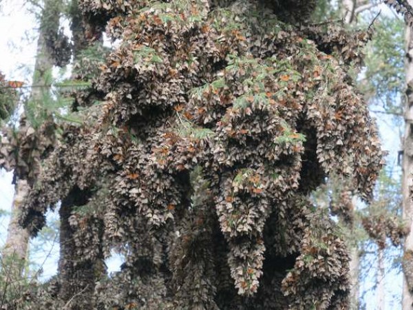 Monarchs clustered at Sierra Chincua Sanctuary.
