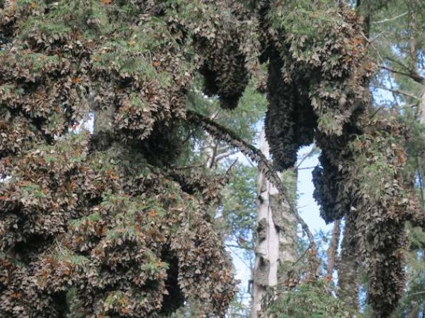 Monarchs clustered at Sierra Chincua Sanctuary.