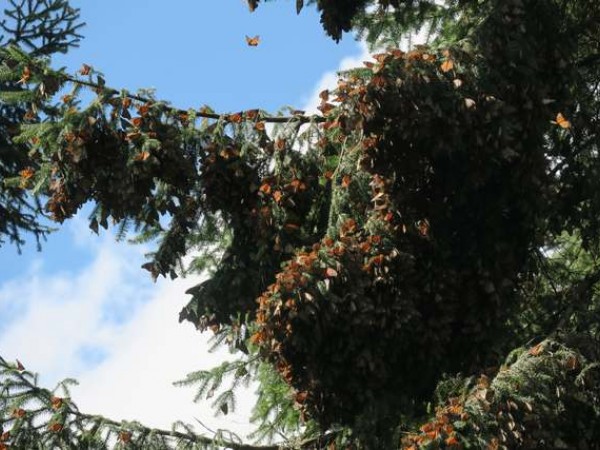 Monarchs clustered at Sierra Chincua Sanctuary.