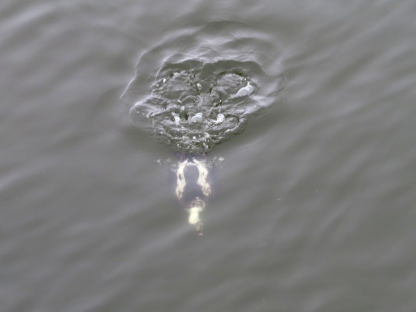Long-tailed Duck 