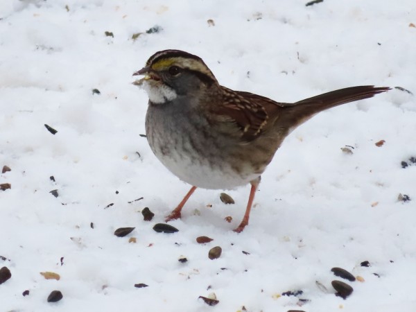White-throated Sparrow 