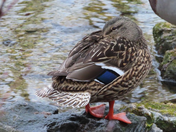 Female Mallard. 
